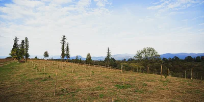 Абхазский сладкий мандарин: репортаж из страны цитрусов