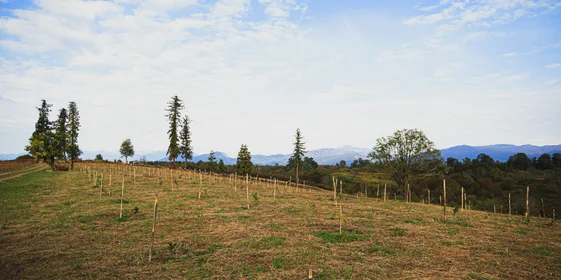 Абхазский сладкий мандарин: репортаж из страны цитрусов