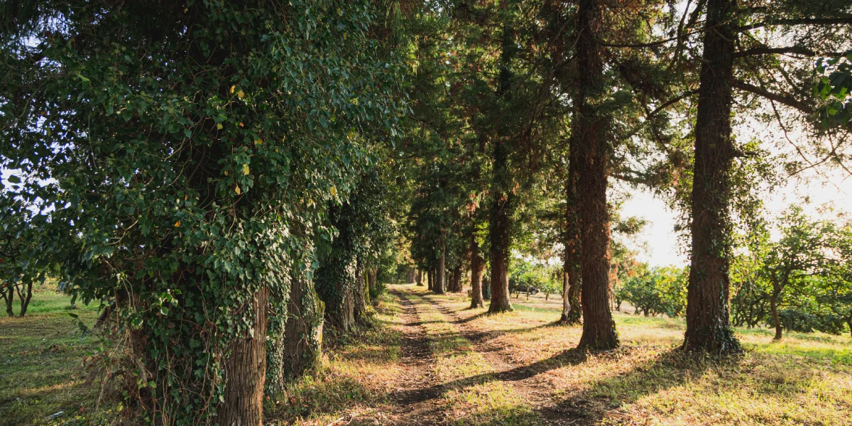 Абхазский сладкий мандарин: репортаж из страны цитрусов