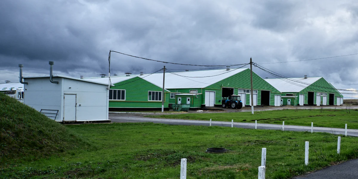 В место тысячи козлов: где и как производят альтернативный адыгейский сыр