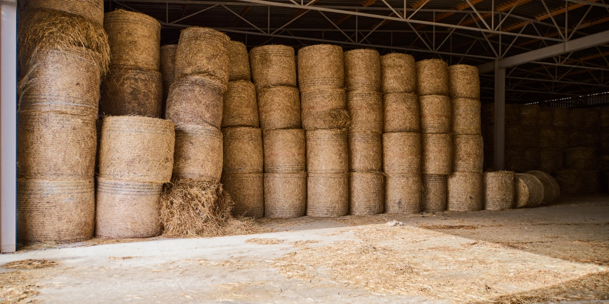 В место тысячи козлов: где и как производят альтернативный адыгейский сыр