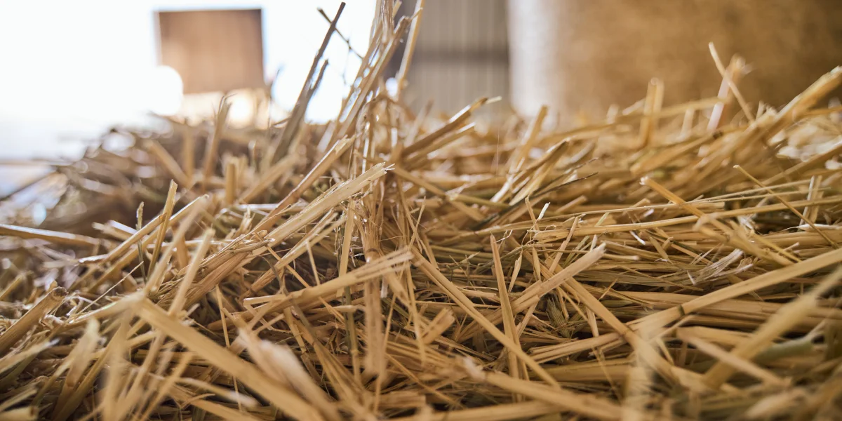 В место тысячи козлов: где и как производят альтернативный адыгейский сыр