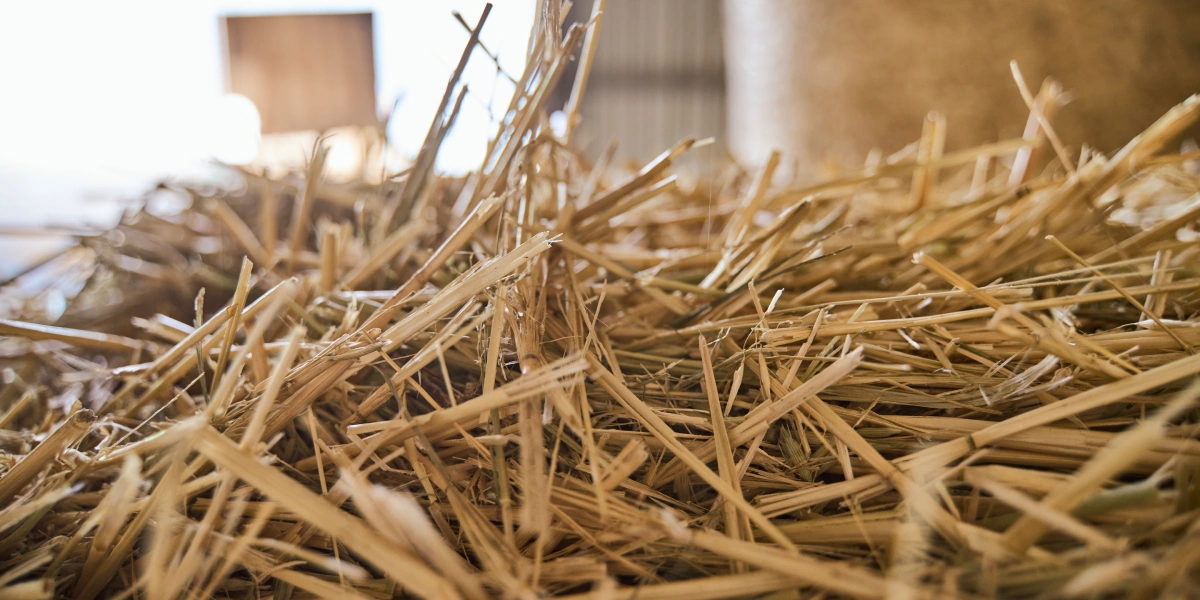 В место тысячи козлов: где и как производят альтернативный адыгейский сыр