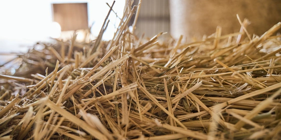 В место тысячи козлов: где и как производят альтернативный адыгейский сыр