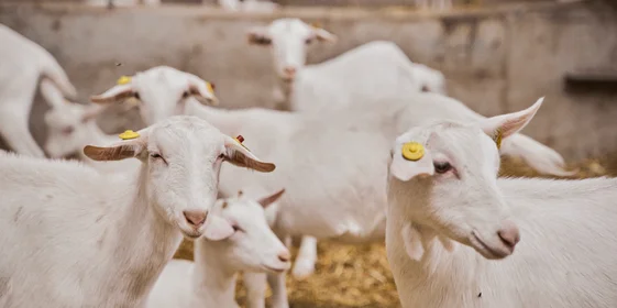 В место тысячи козлов: где и как производят альтернативный адыгейский сыр