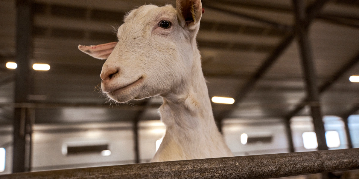 В место тысячи козлов: где и как производят альтернативный адыгейский сыр