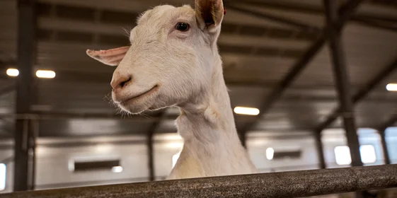 В место тысячи козлов: где и как производят альтернативный адыгейский сыр