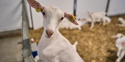 В место тысячи козлов: где и как производят альтернативный адыгейский сыр