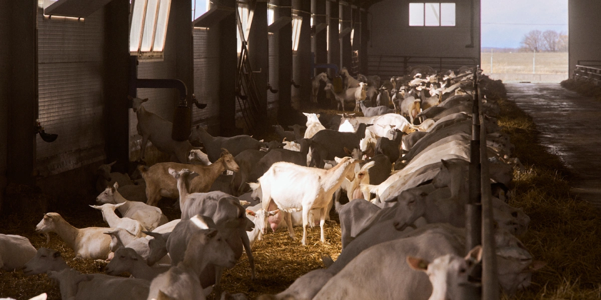 В место тысячи козлов: где и как производят альтернативный адыгейский сыр