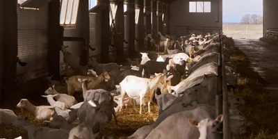 В место тысячи козлов: где и как производят альтернативный адыгейский сыр