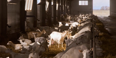 В место тысячи козлов: где и как производят альтернативный адыгейский сыр