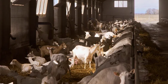 В место тысячи козлов: где и как производят альтернативный адыгейский сыр