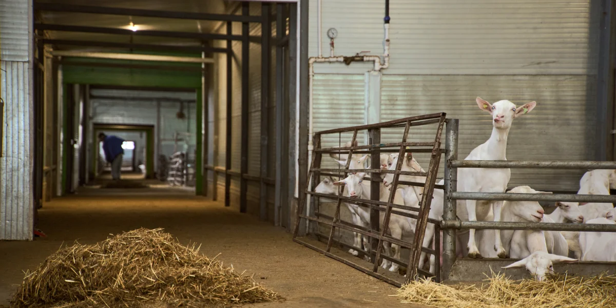 В место тысячи козлов: где и как производят альтернативный адыгейский сыр