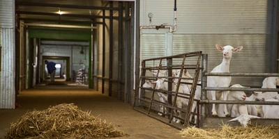 В место тысячи козлов: где и как производят альтернативный адыгейский сыр