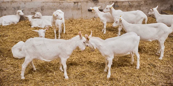 В место тысячи козлов: где и как производят альтернативный адыгейский сыр