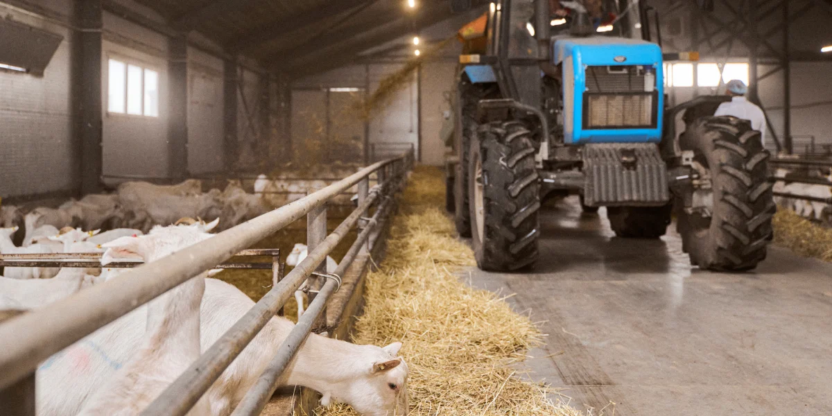 В место тысячи козлов: где и как производят альтернативный адыгейский сыр