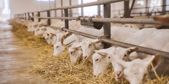 В место тысячи козлов: где и как производят альтернативный адыгейский сыр