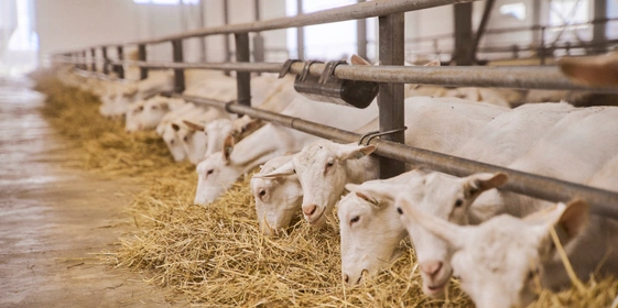 В место тысячи козлов: где и как производят альтернативный адыгейский сыр