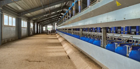 В место тысячи козлов: где и как производят альтернативный адыгейский сыр