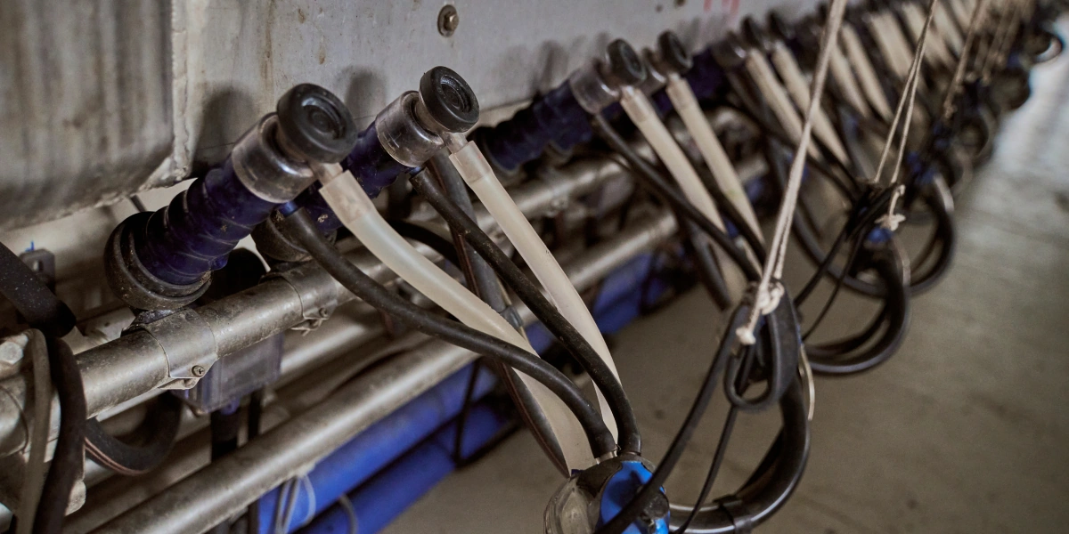 В место тысячи козлов: где и как производят альтернативный адыгейский сыр