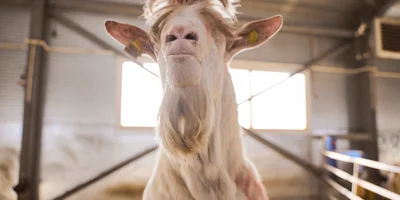 В место тысячи козлов: где и как производят альтернативный адыгейский сыр