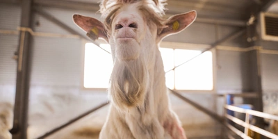 В место тысячи козлов: где и как производят альтернативный адыгейский сыр