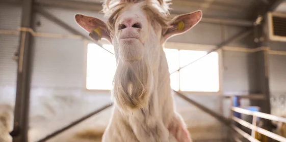 В место тысячи козлов: где и как производят альтернативный адыгейский сыр