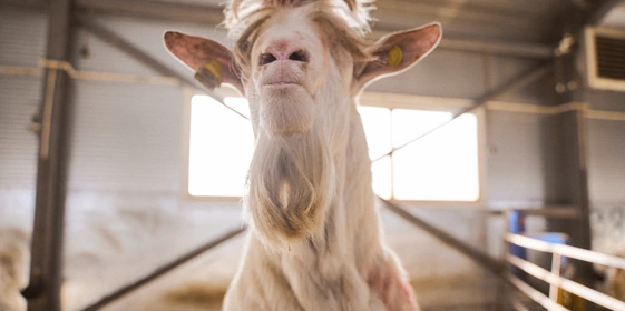 В место тысячи козлов: где и как производят альтернативный адыгейский сыр