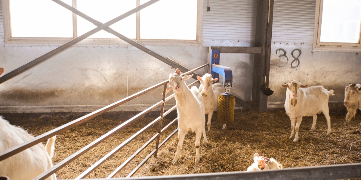 В место тысячи козлов: где и как производят альтернативный адыгейский сыр