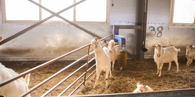 В место тысячи козлов: где и как производят альтернативный адыгейский сыр