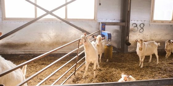 В место тысячи козлов: где и как производят альтернативный адыгейский сыр