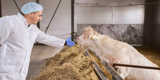 В место тысячи козлов: где и как производят альтернативный адыгейский сыр