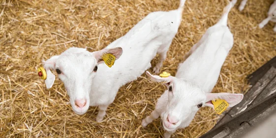 В место тысячи козлов: где и как производят альтернативный адыгейский сыр