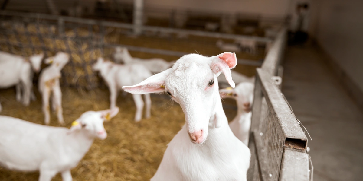 В место тысячи козлов: где и как производят альтернативный адыгейский сыр