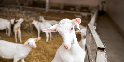 В место тысячи козлов: где и как производят альтернативный адыгейский сыр