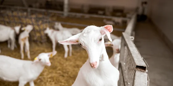 В место тысячи козлов: где и как производят альтернативный адыгейский сыр