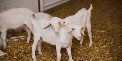 В место тысячи козлов: где и как производят альтернативный адыгейский сыр