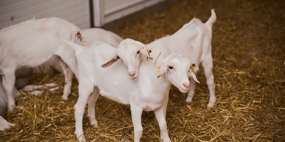 В место тысячи козлов: где и как производят альтернативный адыгейский сыр
