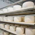 В место тысячи козлов: где и как производят альтернативный адыгейский сыр