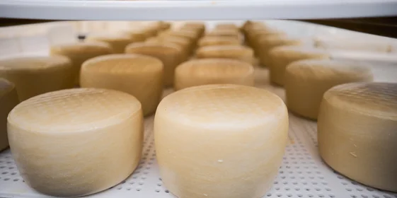 В место тысячи козлов: где и как производят альтернативный адыгейский сыр
