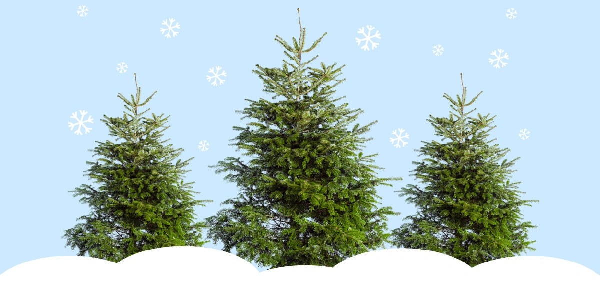 Почему натуральная ёлка экологичнее искусственной