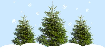 Почему натуральная ёлка экологичнее искусственной