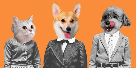 Трудности перевода: как правильно вводить новый корм в рацион кошек и собак