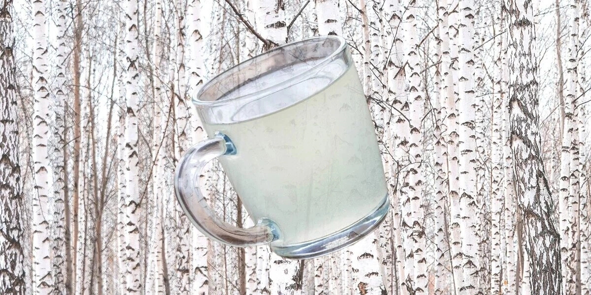 Как делают берёзовый сок и&nbsp;чем он полезен