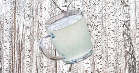 Как делают берёзовый сок и чем он полезен