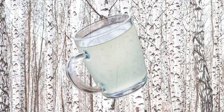 Как делают берёзовый сок и чем он полезен