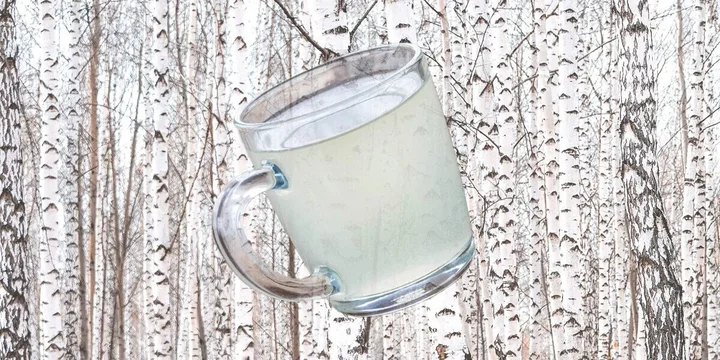 Как делают берёзовый сок и чем он полезен