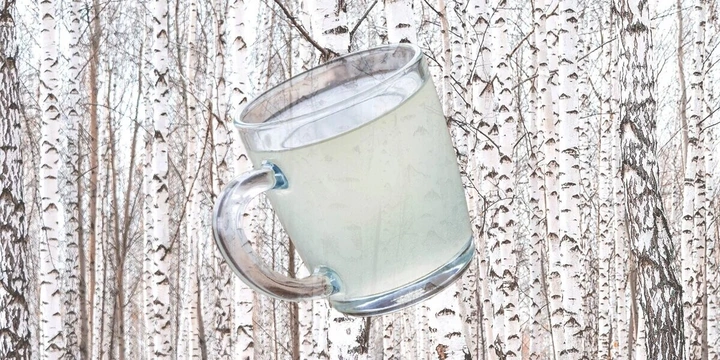 Как делают берёзовый сок и&nbsp;чем он полезен