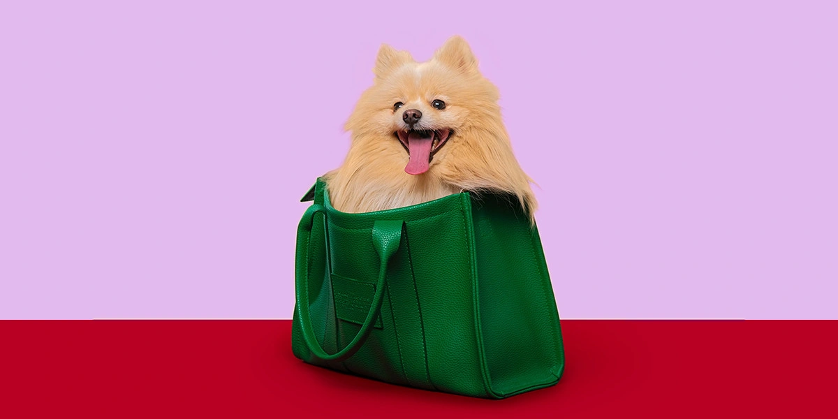 Собака едет на дачу: всё о безопасности питомца за городом