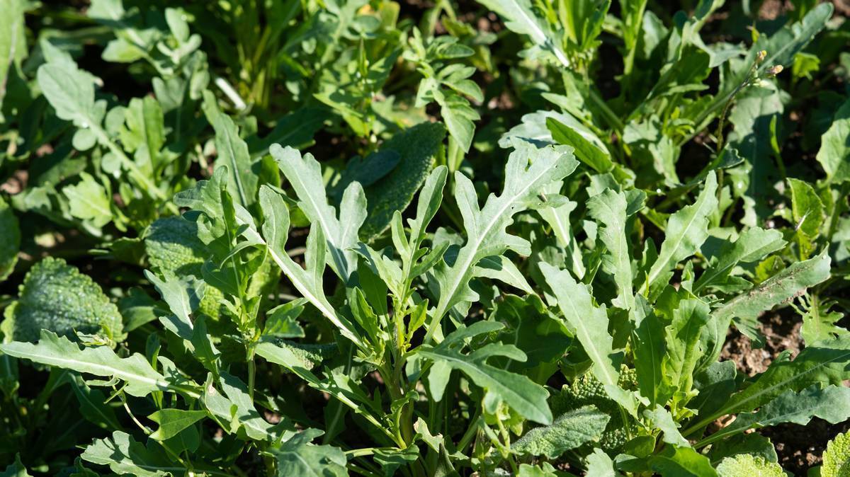 Зелень с привкусом гор: как выращивают руколу и шпинат для ВкусВилла